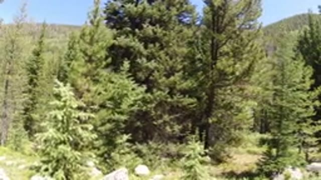 WINTER PARK COLORADO-2019: A View Of Pine Trees And Small Rocks On Ground In A