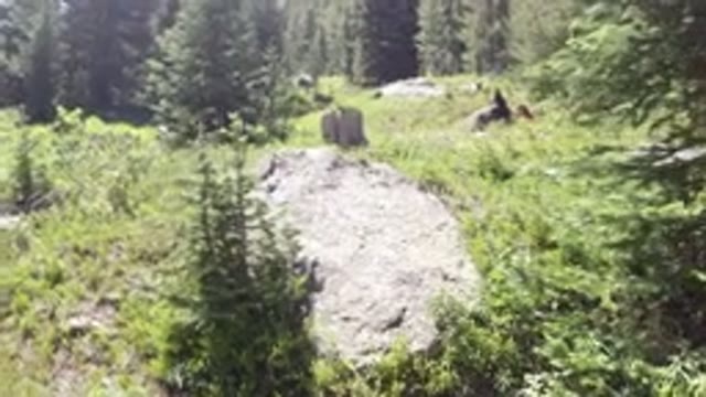 WINTER PARK COLORADO-2019: Walking In The Middle Of A Pine Forest