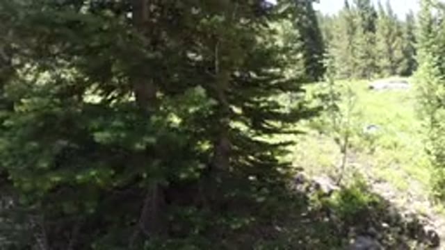 WINTER PARK COLORADO-2019: Video Footage Showing A Huge Woody Area Full Of Trees
