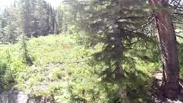 WINTER PARK COLORADO-2019: Short Video Of A Alpine Forest In Summer On A Sunny