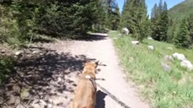 WINTER PARK COLORADO-2019: Dog On A Leash Walking In Forest Full Of Trees