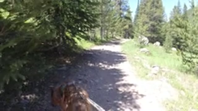 WINTER PARK COLORADO-2019: Walking Dog In A Sunny Day Outside In A Park