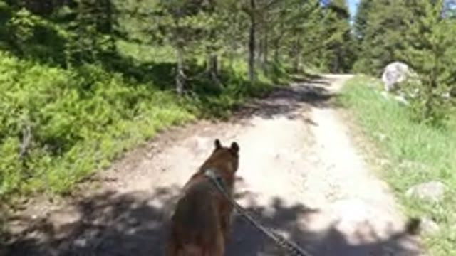 WINTER PARK COLORADO-2019: Dog Walking On A Trail On A Leash In Sunny Weather