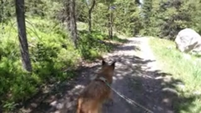 WINTER PARK COLORADO-2019: A Nice Sized Lab Dob Is Being Walked By His Or Her