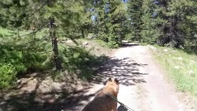 WINTER PARK COLORADO-2019: An Old Dog Walking Thru The Deep Forest During A