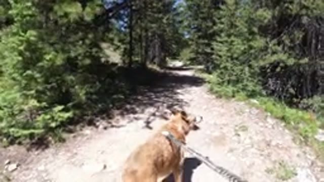 WINTER PARK COLORADO-2019: A Nice Dog Is Enjoying And Walking Along The Trail In