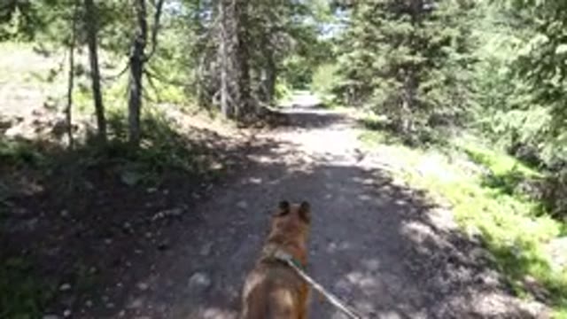 WINTER PARK COLORADO-2019: Walking The Dog Along The Trail In The Calm And