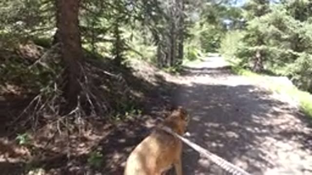 WINTER PARK COLORADO-2019: Researchers Say That Walking Through The Wood Can