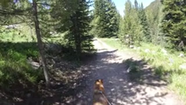 WINTER PARK COLORADO-2019: Dog Walking On Leash Through Path With Trees