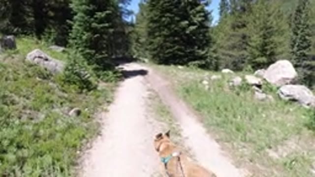 WINTER PARK COLORADO-2019: Walking A Dog Up A Mountain Road In The Woods