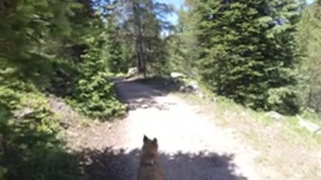 WINTER PARK COLORADO-2019: Nice Dog With Tongue Stuck Out Is Enjoying And