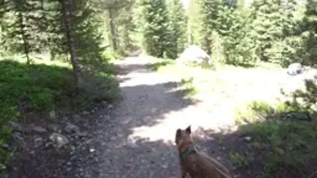 WINTER PARK COLORADO-2019: A Small Dog Walks or Runs on a Forest Trail