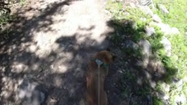 WINTER PARK COLORADO-2019: A Dog With a Rope On It Moving Forward Sniffing