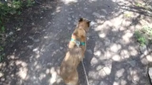 WINTER PARK COLORADO-2019: Dog Walking on Road Amid Green Trees and Tree Shadows
