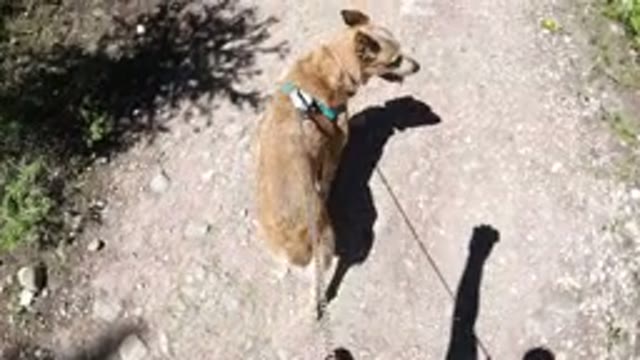 WINTER PARK COLORADO-2019: A Dog Walks On A Leash Along A Dirt Path Under Shade