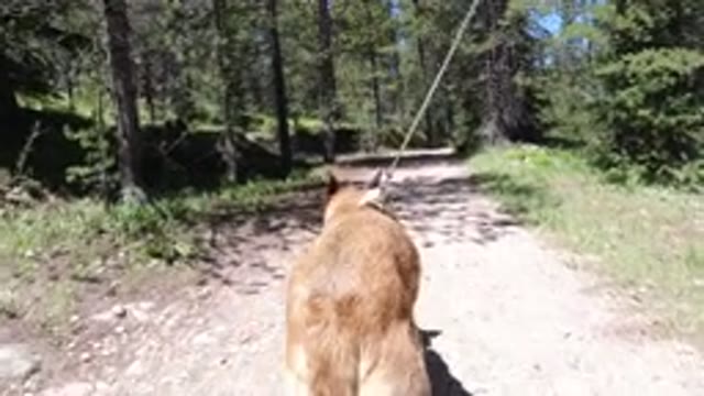 WINTER PARK COLORADO-2019: Portly Dog Walking on Sandy Single Way Road