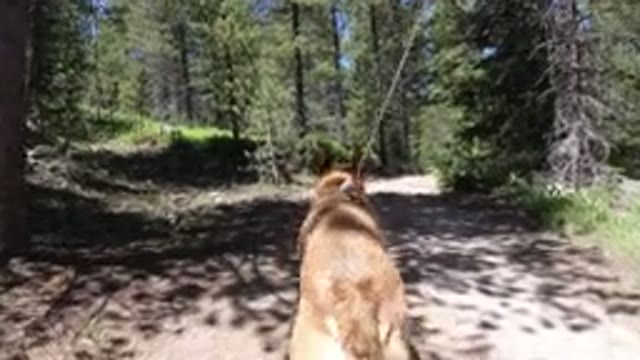 WINTER PARK COLORADO-2019: Dog Walking On A Leash Enjoying A Hike In The Forest