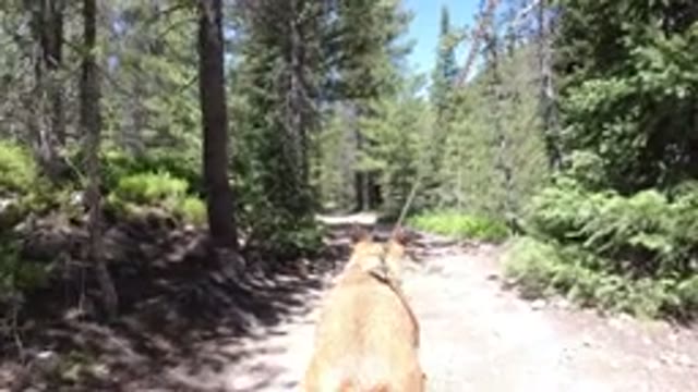 WINTER PARK COLORADO-2019: Dog Excited To Be Walking On A Trail In The Woods