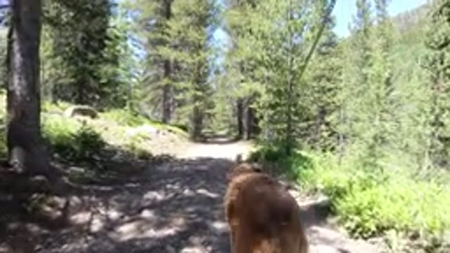 WINTER PARK COLORADO-2019: Dog On Leash With Owner Hiking In The Forest