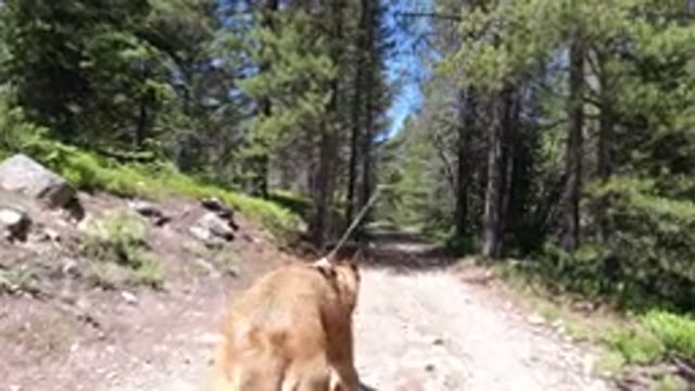 WINTER PARK COLORADO-2019: Dog Walking Through The Wood