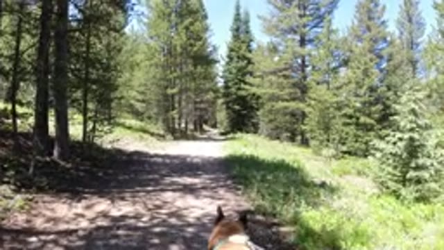WINTER PARK COLORADO-2019: Walking A German Shepherd Through A Lush Forest Trail
