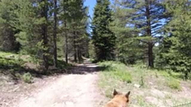 WINTER PARK COLORADO-2019: Dog On Leash Walking On The Forest Trail