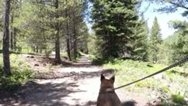 WINTER PARK COLORADO-2019: The Dog Is Being Walked In The Woods By Its Owner On