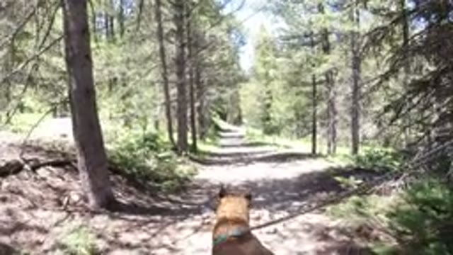 WINTER PARK COLORADO-2019: Dog Roaming Through Forest On A Leash