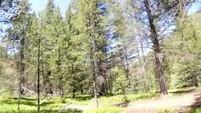 WINTER PARK COLORADO-2019: Someone Is Recording A Dog Running Fast Through The Woods