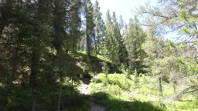 WINTER PARK COLORADO-2019: Shaky Footage Running Through A Lush Forest To Catch