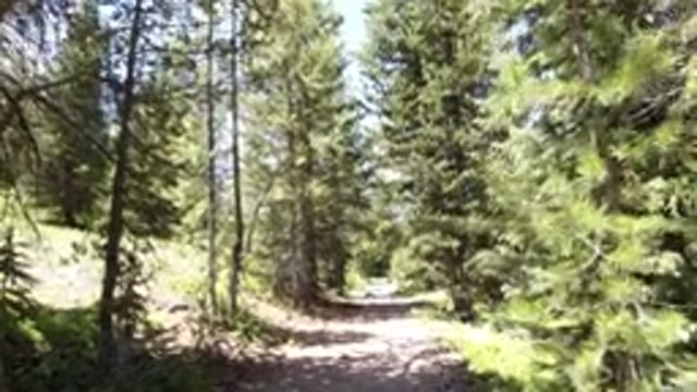 WINTER PARK COLORADO-2019: A Muddy Walk Through a Beautiful Pine Forest