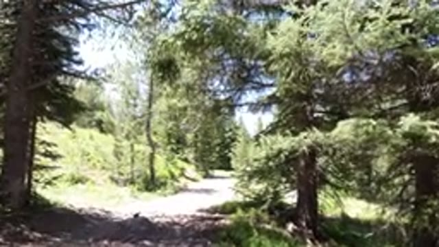 WINTER PARK COLORADO-2019: A Walk Through Forest Trails On A Sunny And Clear Day