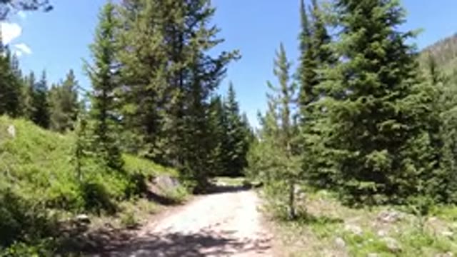 WINTER PARK COLORADO-2019: Moving Through The Forest