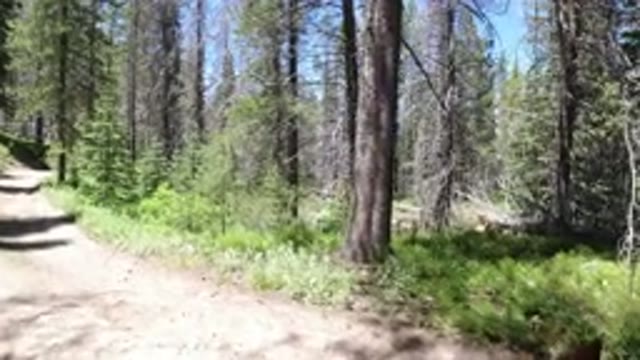 WINTER PARK COLORADO-2019: A Lady Walking Through Pine Forest With A Dog And Her Child