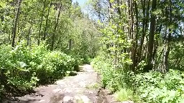 WINTER PARK COLORADO-2019: Dog Guides You Through Beautiful Hiking Trail In The