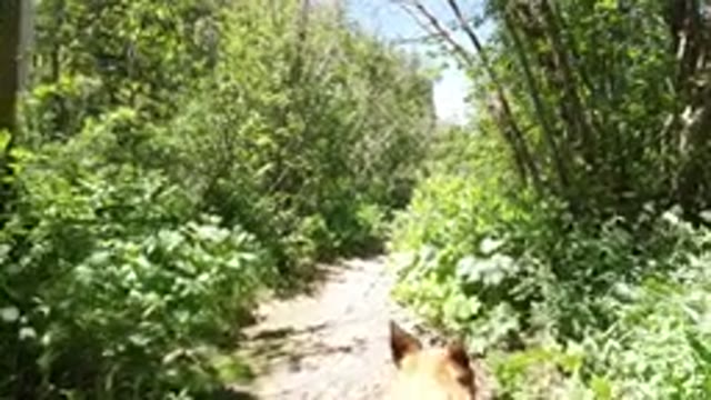 WINTER PARK COLORADO-2019: Walking A Dog Through The Woods