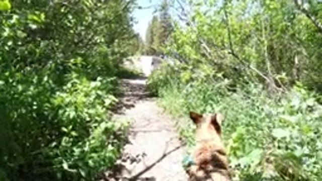 WINTER PARK COLORADO-2019: Dog On Leash Walking Down Trail Through Nature