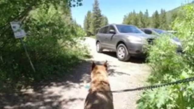 WINTER PARK COLORADO-2019: Sniffer Dog Approaches A Car Park In The Middle Of