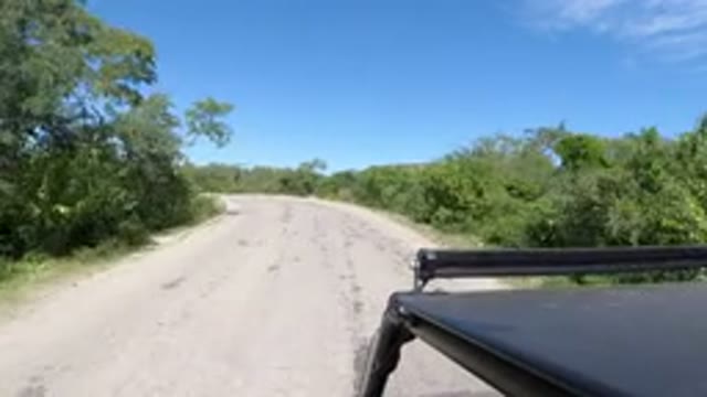 LOS CABOS MEXICO-2019: Vehicle Moving Empty Road Both Side Trees