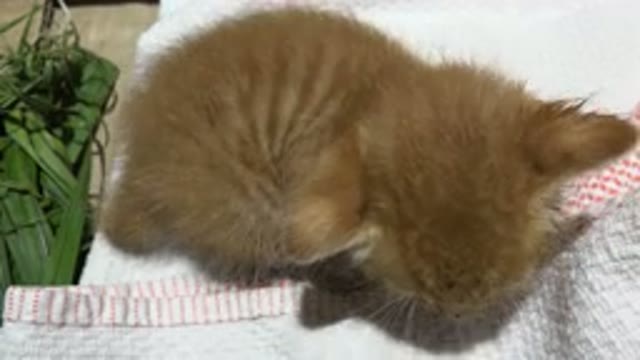 LOS CABOS MEXICO-2020: Footage Of Orange Cat On White Clothes While A Human Pets