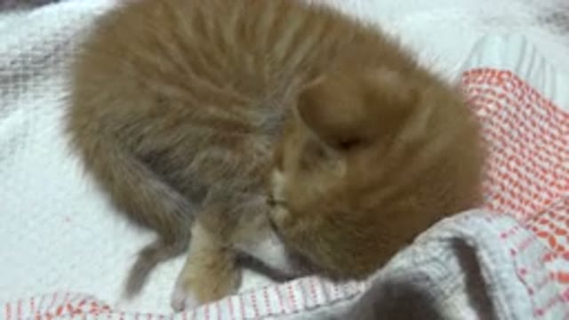 LOS CABOS MEXICO-2020: Small Newborn Kitten Learning to Lick and Clean Itself