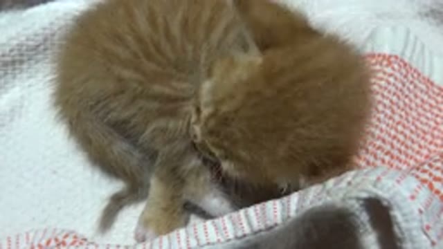 LOS CABOS MEXICO-2020: Kitten Giving Itself A Bath Licking His Own Paw Over A Blanket