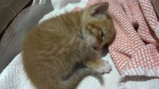 LOS CABOS MEXICO-2020: Adorable Orange Tabby Kitten Curls Up In A Ball To Sleep