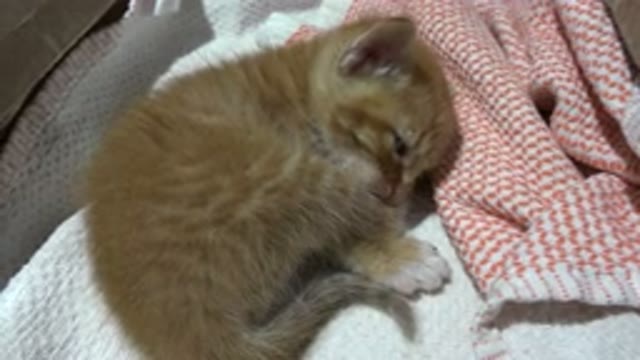LOS CABOS MEXICO-2020: Small Kitten Sleeping In A Blanket Trying To Sleep