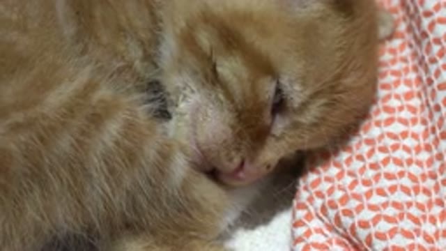 LOS CABOS MEXICO-2020: Sleepy Adult Cat On The Bed