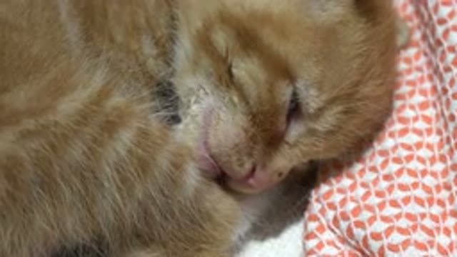 LOS CABOS MEXICO-2020: Cat Laying On Blanket Sleeps While On Its Side