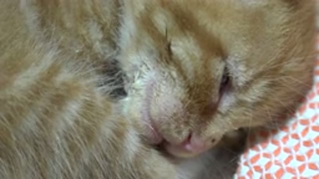 LOS CABOS MEXICO-2020: Orange and White Cat Deep Breathing While About to Sleep