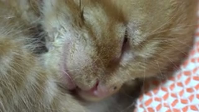 LOS CABOS MEXICO-2020: Close Up On A Brown Cat With White Stripes Who Is