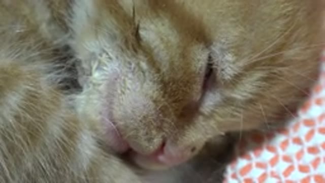 LOS CABOS MEXICO-2020: Adorable Sleeping Tabby Kitten Cuddled Up In A Relaxed