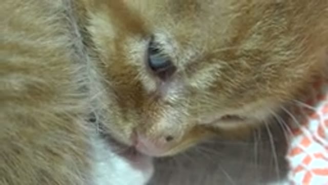 LOS CABOS MEXICO-2020: Sleepy Orange Tabby Kitten Licks Its White Paw While